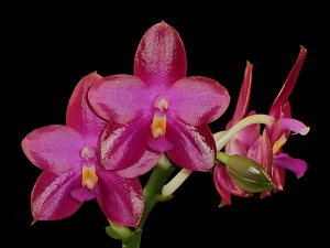 Phal. Phoenix Firebird Trinity AM 81 pts.